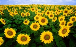 gallery/sunflower-sunflower-field-flora-field-87056